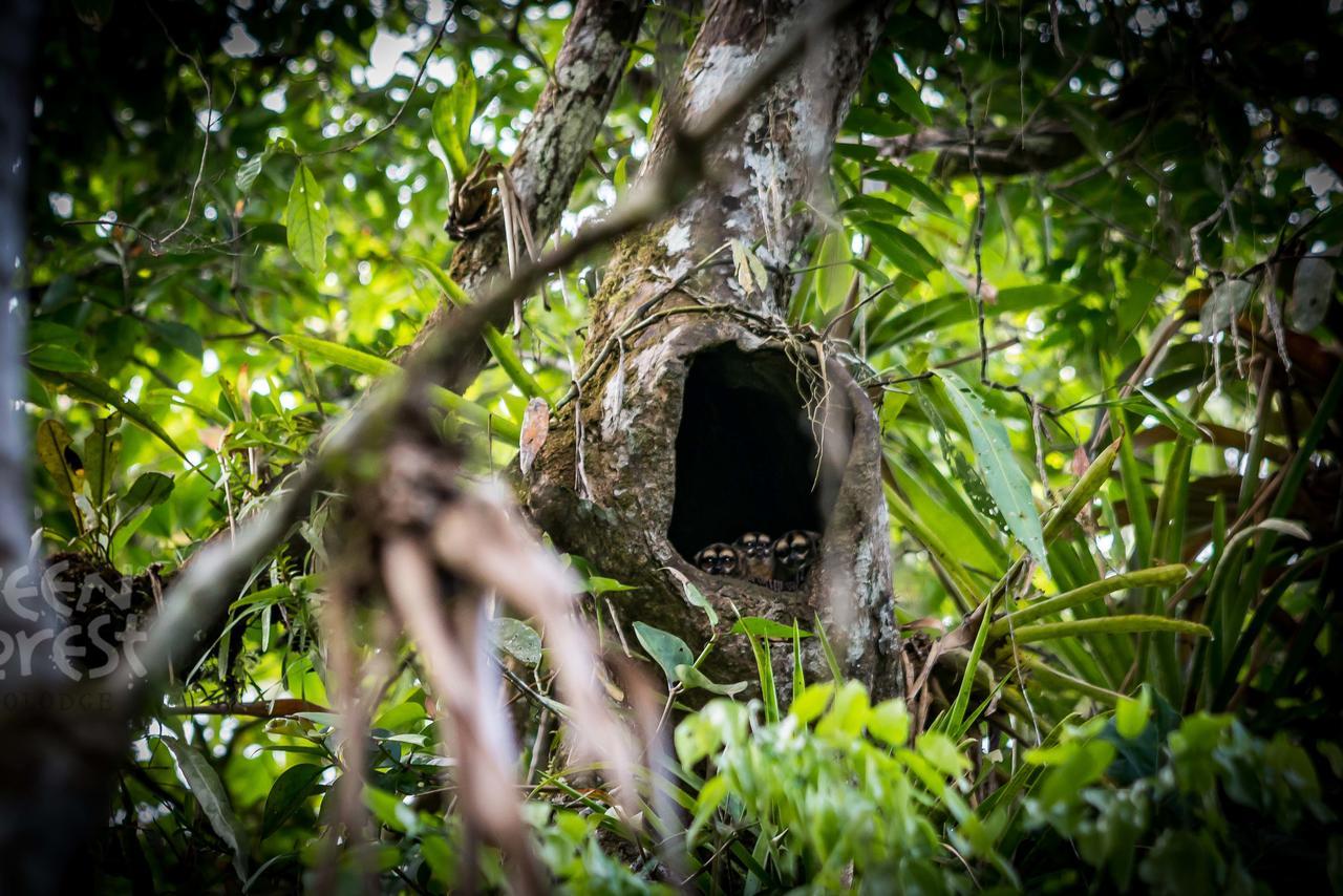 Green Forest Ecolodge Puerto Montufar Kültér fotó