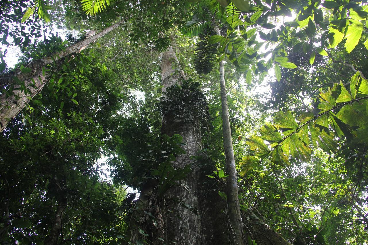 Green Forest Ecolodge Puerto Montufar Kültér fotó