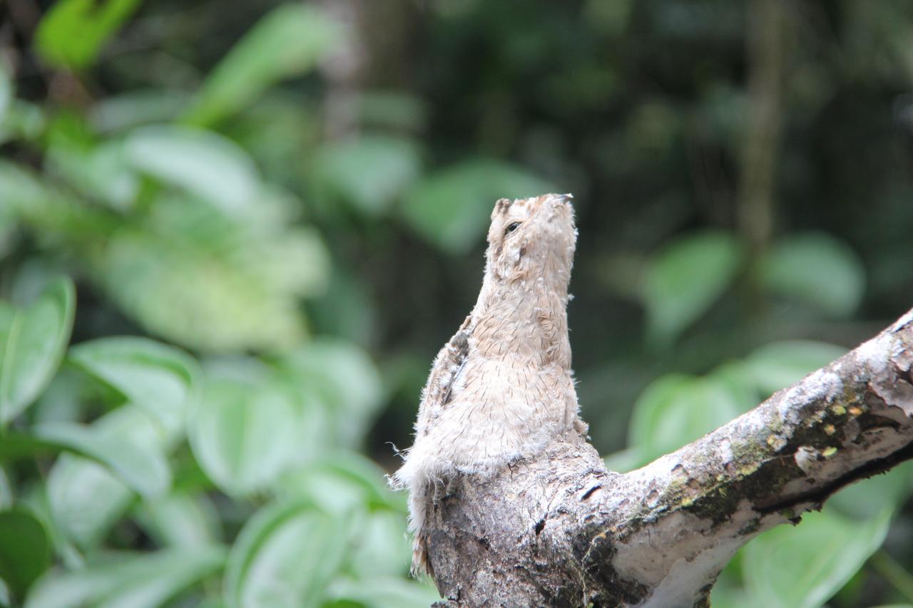 Green Forest Ecolodge Puerto Montufar Kültér fotó