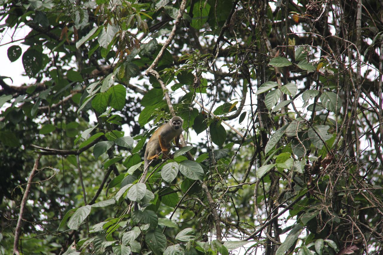 Green Forest Ecolodge Puerto Montufar Kültér fotó